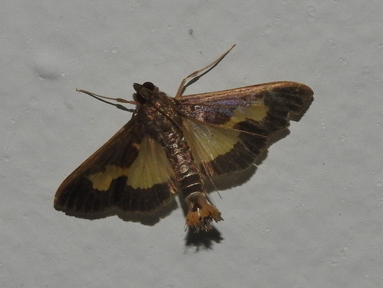 Polilla de las calabazas