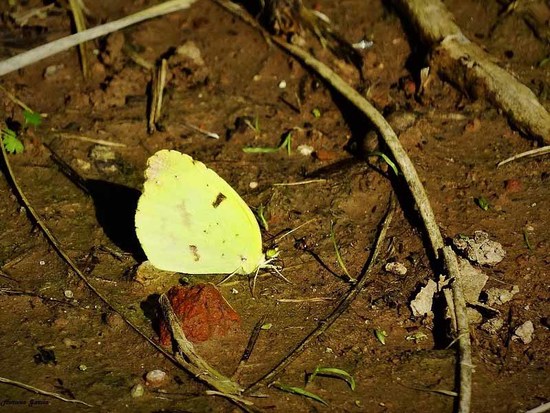 Common yellow