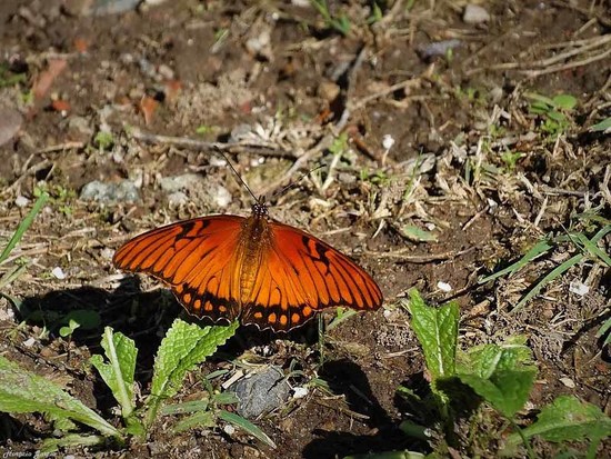 Mexican silverspot