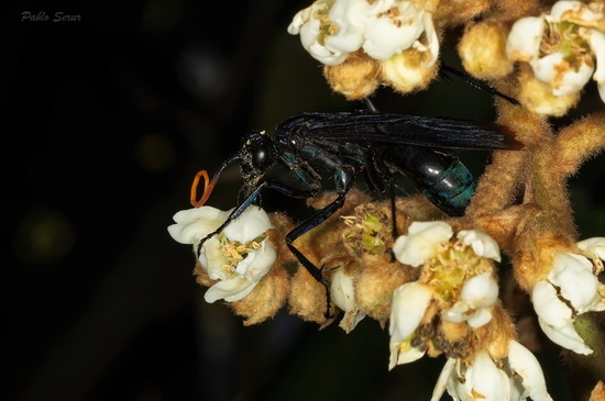 Avispa cazadora de arañas