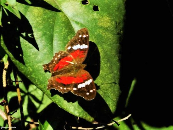 Red peacock