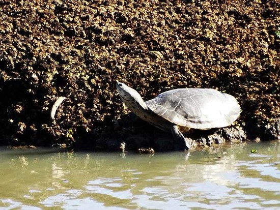 Side-necked turtle