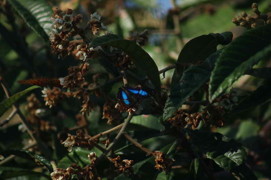 Laurentia Emperor