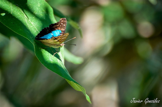 Laurentia Emperor