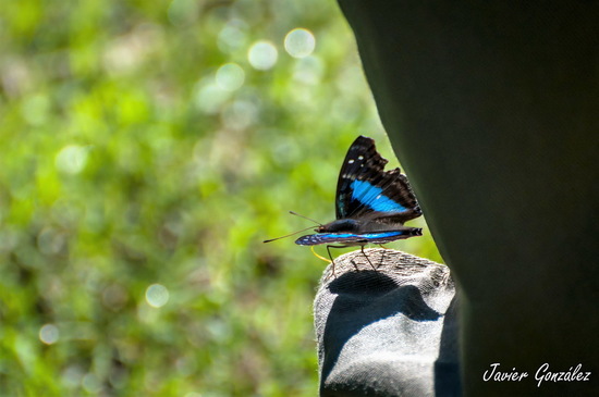 Laurentia Emperor
