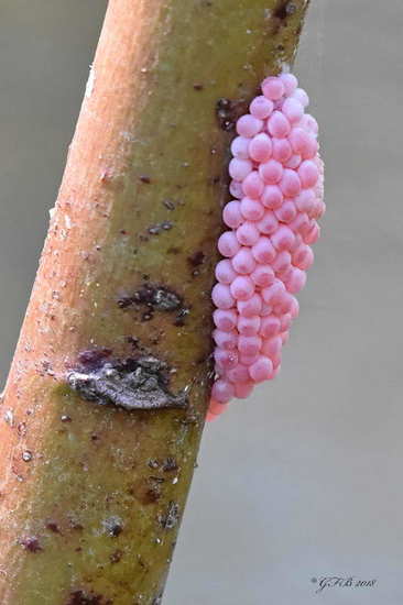 Apple snail