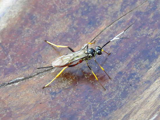 Avispa parásita
