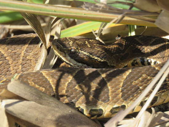 Urutu pit viper