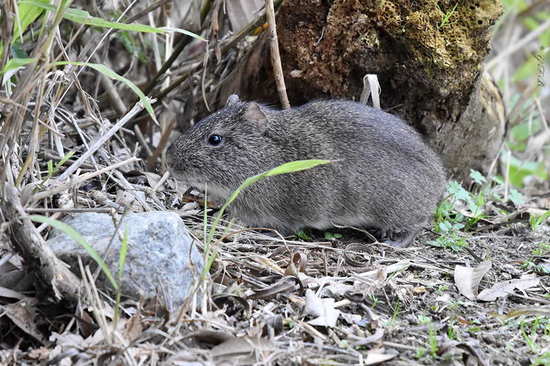 Pampas cavy