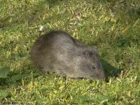 Pampas cavy