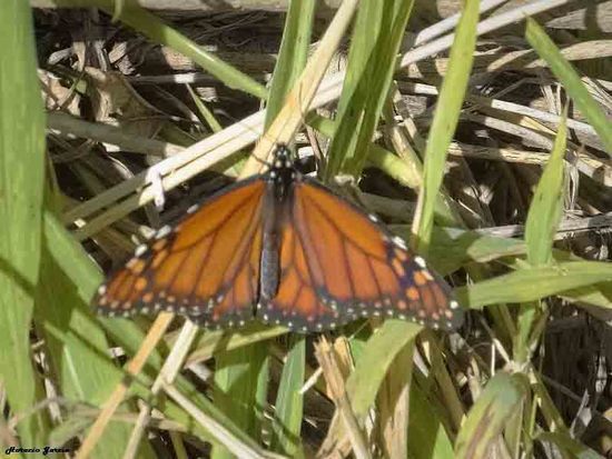 Southern Monarch