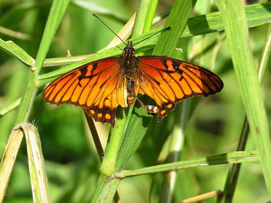 Mexican silverspot