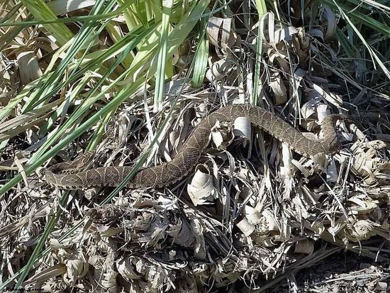 Urutu pit viper