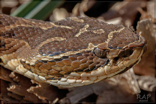 Urutu pit viper
