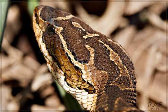 Urutu pit viper