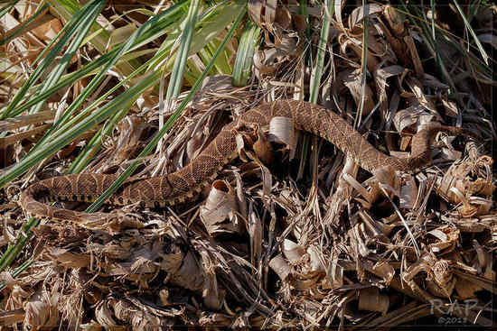 Urutu pit viper