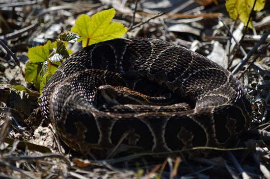 Urutu pit viper