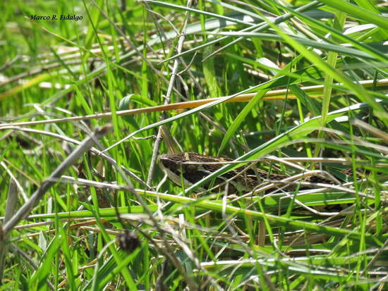 Urutu pit viper