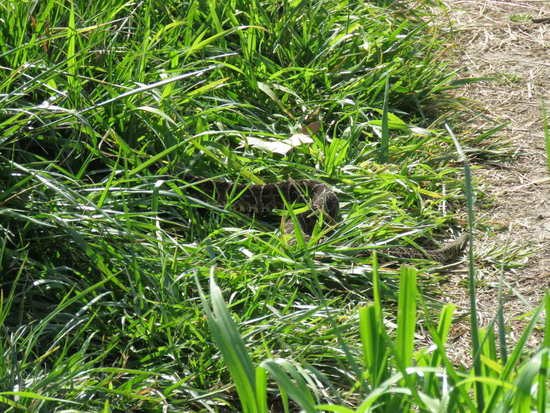 Urutu pit viper