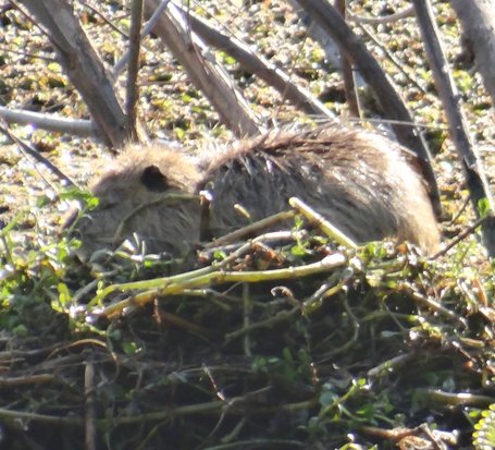 Coypu