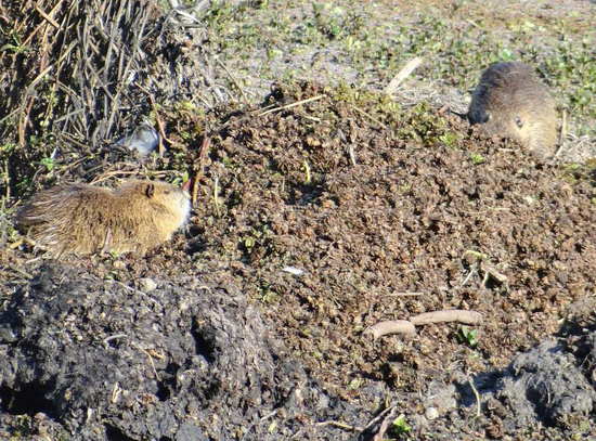 Coypu