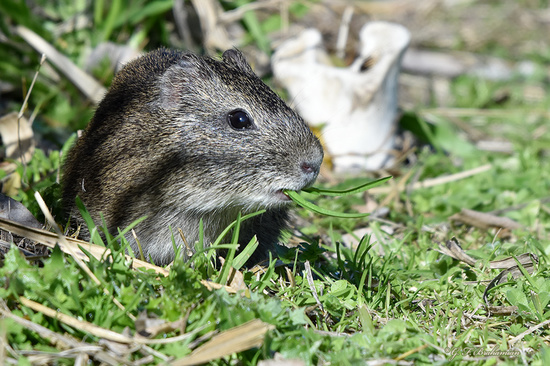 Pampas cavy