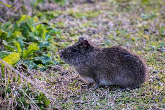 Pampas cavy