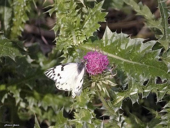 Common white-milk