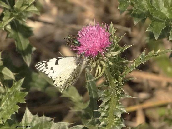 Common white-milk