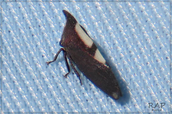 Treehopper