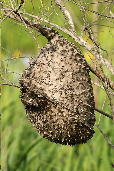 Camuati Wasp