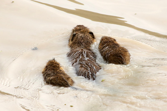 Coypu
