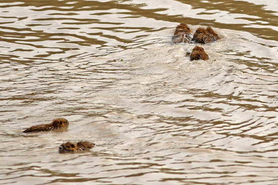 Coypu