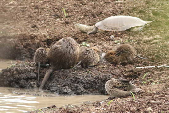 Coypu