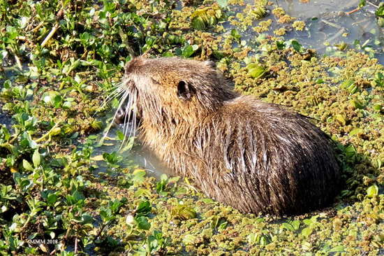 Coypu
