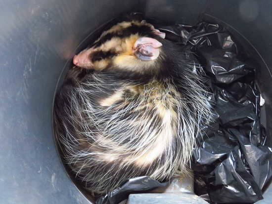 White-eared opossum