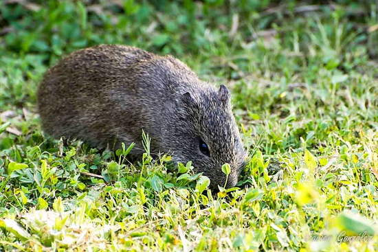 Pampas cavy
