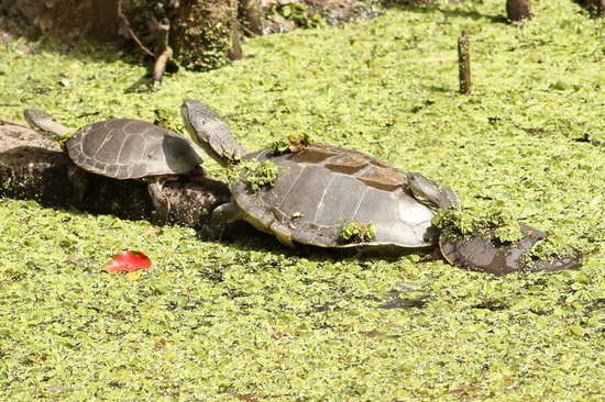 Side-necked turtle