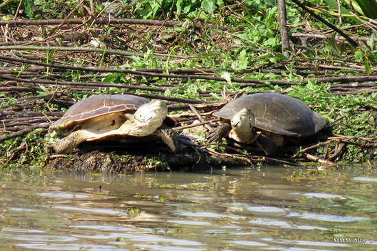 Side-necked turtle