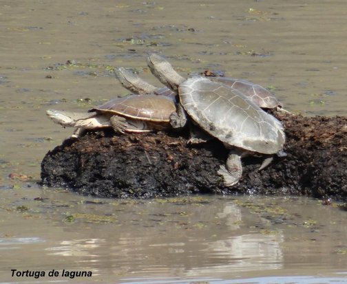 Side-necked turtle