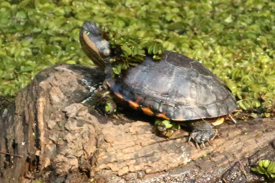 Painted turtle