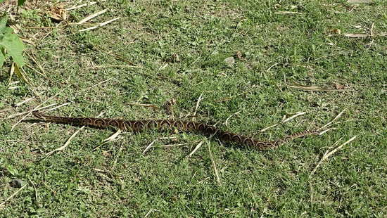 Urutu pit viper