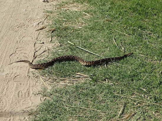 Urutu pit viper