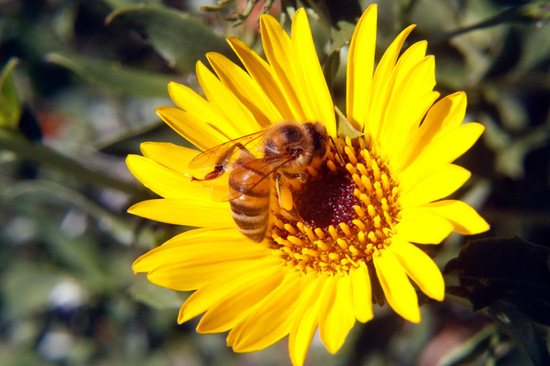 European honey bee