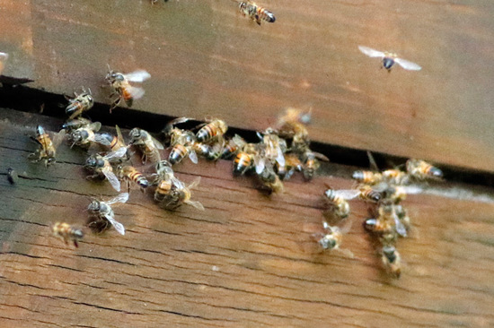European honey bee
