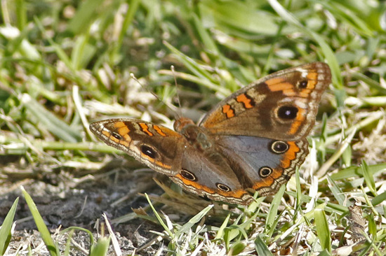 Southern buckeye