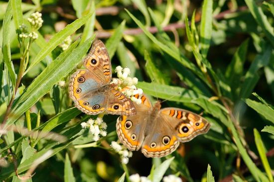 Southern buckeye