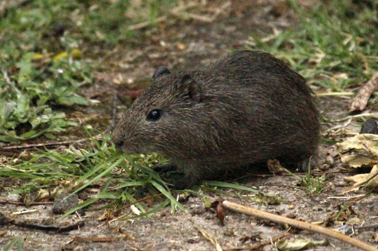 Pampas cavy