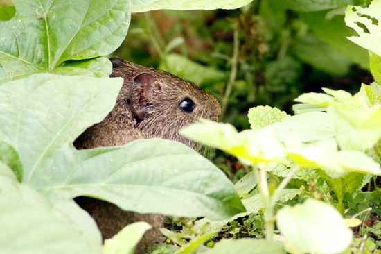 Pampas cavy