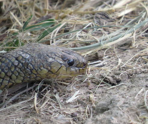 Culebra parda